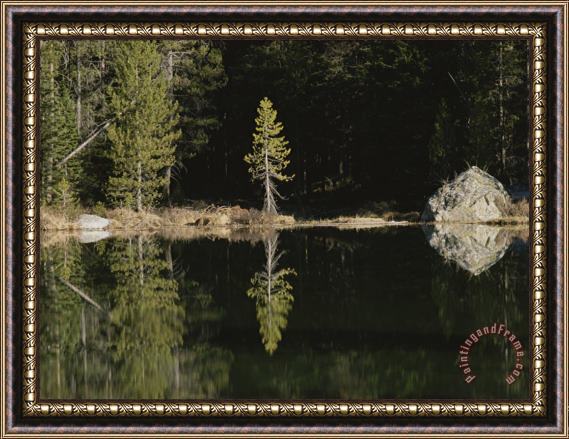 Raymond Gehman Shoreline Trees And Rock Reflected on The Surface of String Lake Framed Print