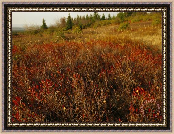 Raymond Gehman Shrubs Blueberry Bushes And Landscape in Autumn Hues Framed Painting
