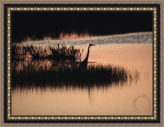 Raymond Gehman Silhouette of a Great Blue Heron Ardea Herodias at Sunset Framed Print