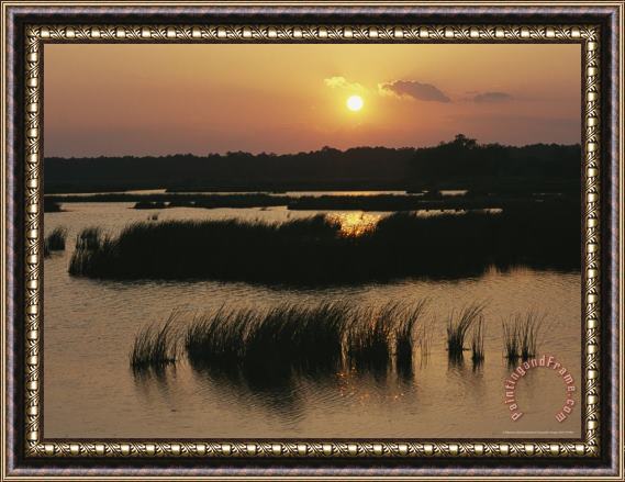 Raymond Gehman Silhouetted Aquatic Grasses at Twilight in a Wetland Framed Print