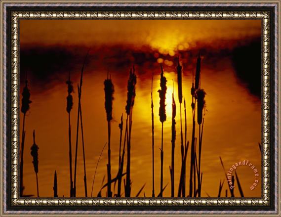 Raymond Gehman Silhouetted Cattails And Sunlight on The Water at Sunset Framed Painting