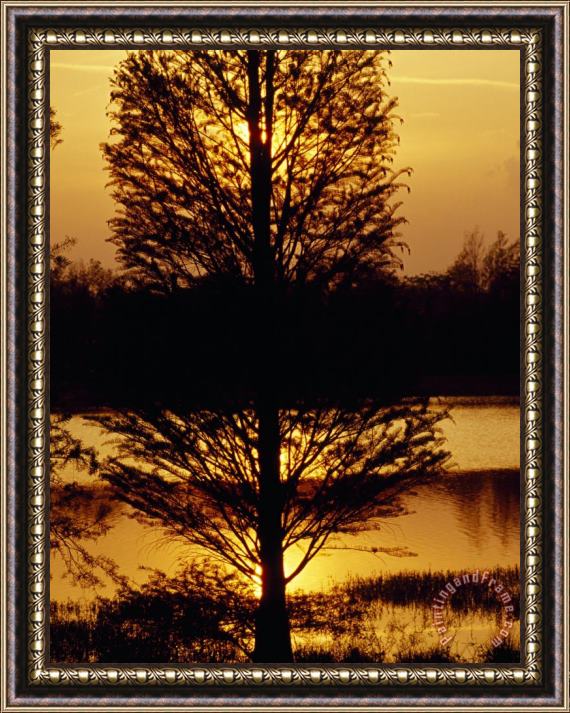Raymond Gehman Silhouetted Cypress Tree at Sunset Framed Painting