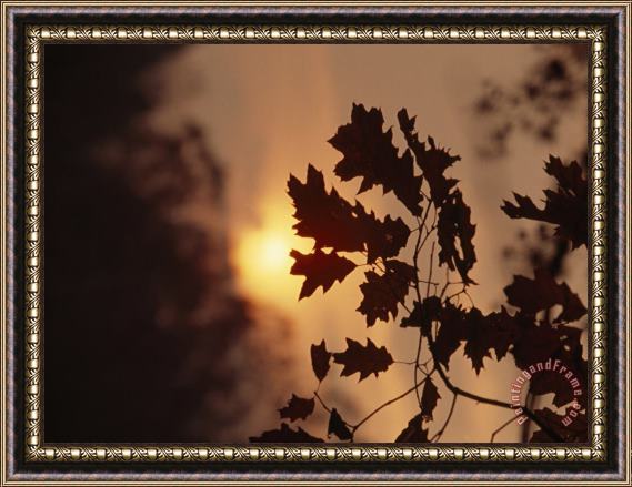 Raymond Gehman Silhouetted Oak Leaves at Sunset Framed Painting