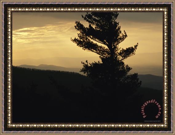 Raymond Gehman Silhouetted Pine Tree And Mountain Ridges at Sunset Framed Painting