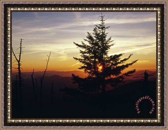 Raymond Gehman Silhouetted Red Spruce at Sunset Atop Clingman S Dome Framed Painting