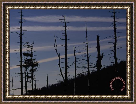 Raymond Gehman Silhouetted Remains of a Spruce Fir Forest on Clingman S Dome Framed Print