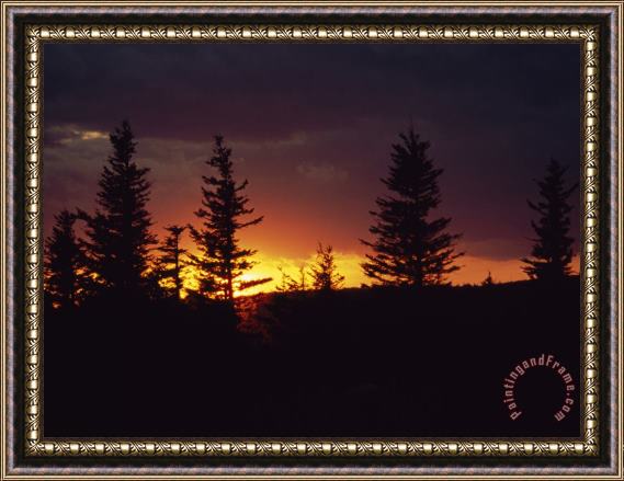 Raymond Gehman Silhouetted Spruce Trees at Sunset Framed Print