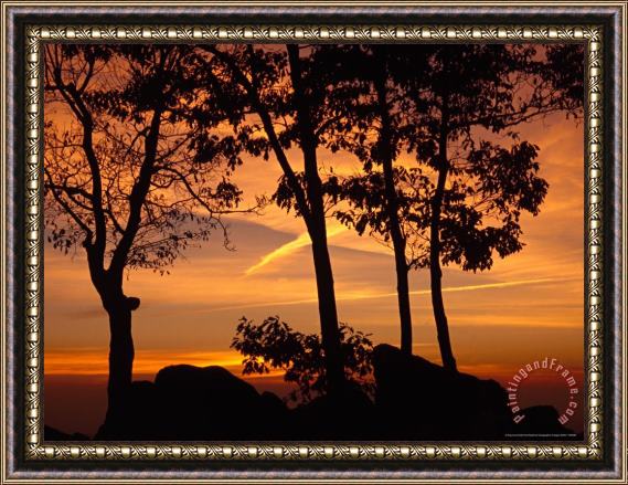 Raymond Gehman Silhouetted Trees And a Dramatic Sunrise Framed Print