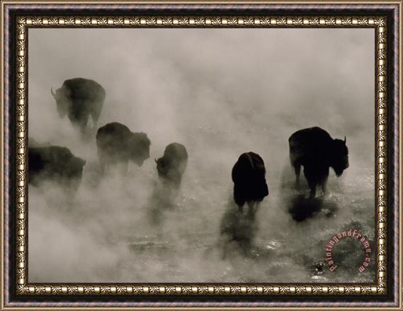Raymond Gehman Silhouettes in The Mist American Bison Search for Food Midway Geyser Basin Yellowstone Wyoming Framed Painting