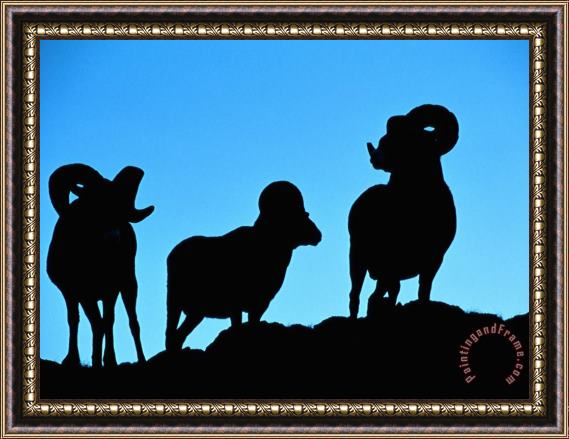 Raymond Gehman Silhouettes of a Trio of Bighorn Rams Framed Painting