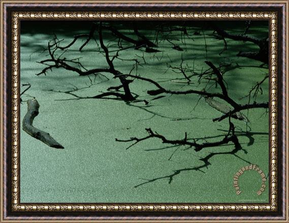 Raymond Gehman Slough Covered with Duckweed Framed Painting