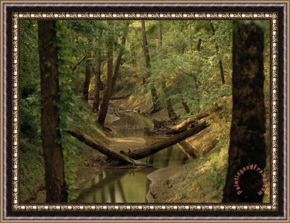 Raymond Gehman Small Creek Through a Forest Along a Mammoth Cave Nature Trail Framed Painting