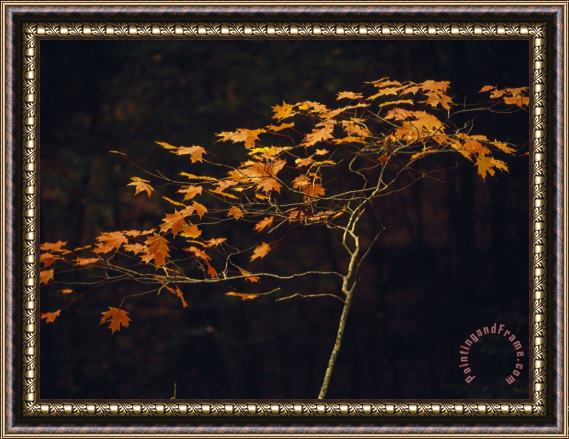 Raymond Gehman Small Red Maple Standing Along The Debord Falls Trail Framed Painting