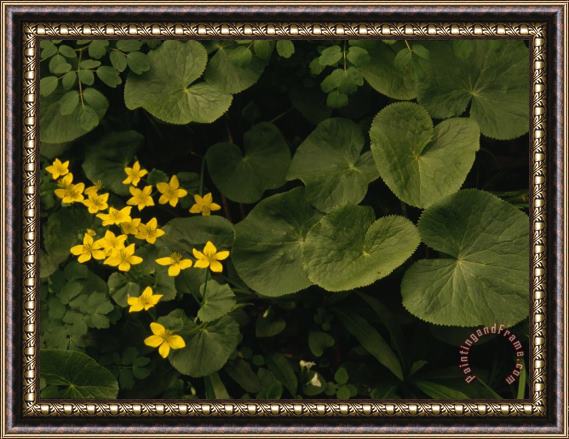 Raymond Gehman Small Yellow Flowers Growing Among Lush Foliage Framed Painting