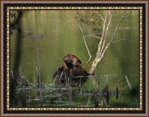 A Pond in The Morvan Framed Prints - Snapping Turtle Crawling Up Onto a Mound of Earth in a Pond by Raymond Gehman