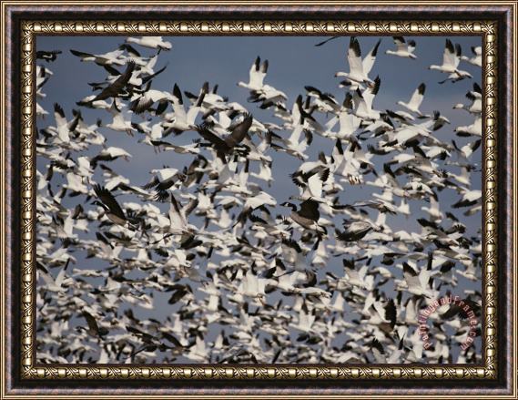 Raymond Gehman Snow Chen Caerulescens And Canada Geese Branta Canadensis Framed Painting