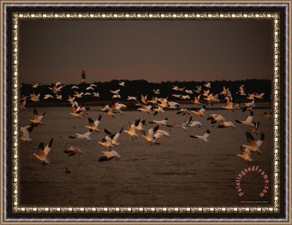 Raymond Gehman Snow Geese at Sunset on Swans Cove Pool with Assateague Lighthouse Framed Painting