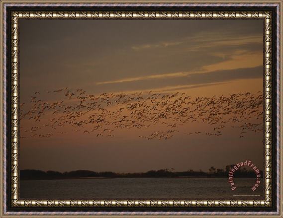 Raymond Gehman Snow Geese in Flight Over Swans Cove Pool at Sunset Framed Painting