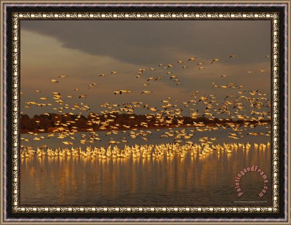 Raymond Gehman Snow Geese on Swans Cove Pool at Sunset Framed Painting
