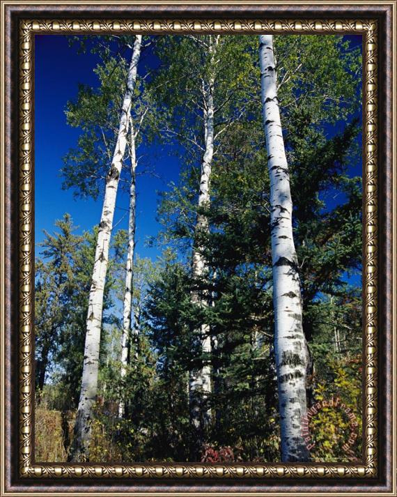 Raymond Gehman Soaring Aspen Trees in Whiteshell Provincial Park Framed Print