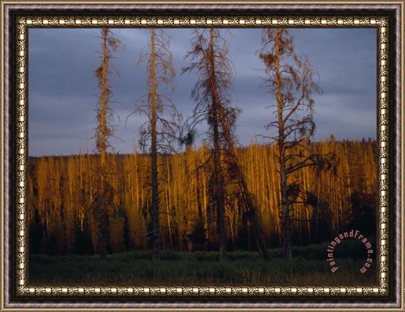 Raymond Gehman Soldier Straight Lodgepole Pines Catch Sunset S Glow Framed Painting