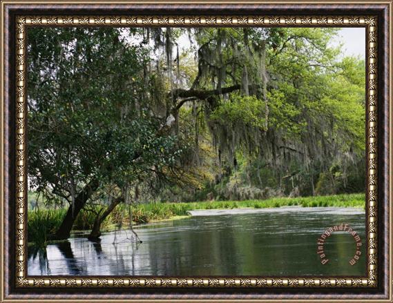 Raymond Gehman Spanish Moss Fills Tree Branches Overhanging a Waterway Framed Painting