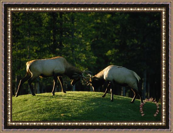 Raymond Gehman Sparring Elk Clash Antlers Framed Painting