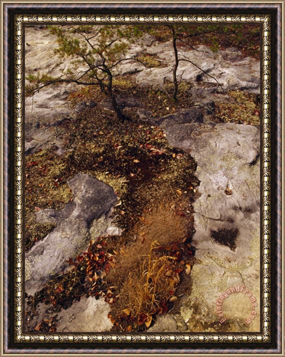 Raymond Gehman Sphagnum Moss Carpeting a Sandstone Formation Framed Painting