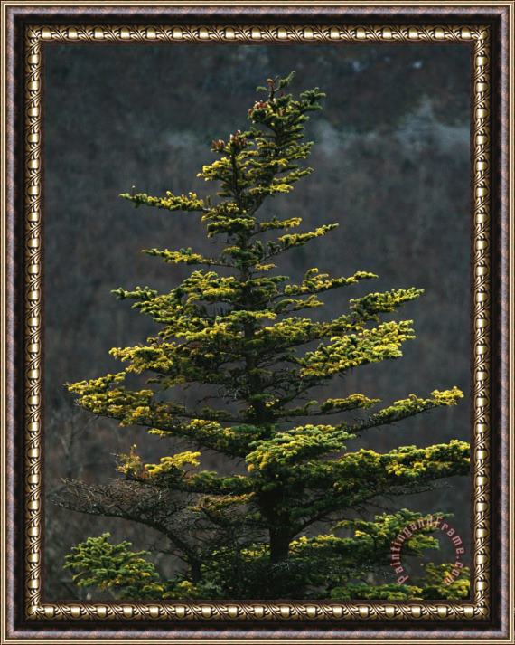 Raymond Gehman Spruce Tree Along Skyline Drive Framed Print