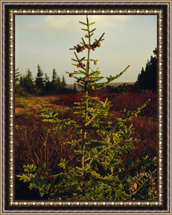 Raymond Gehman Spruce Tree with Cones Near The Top Framed Print