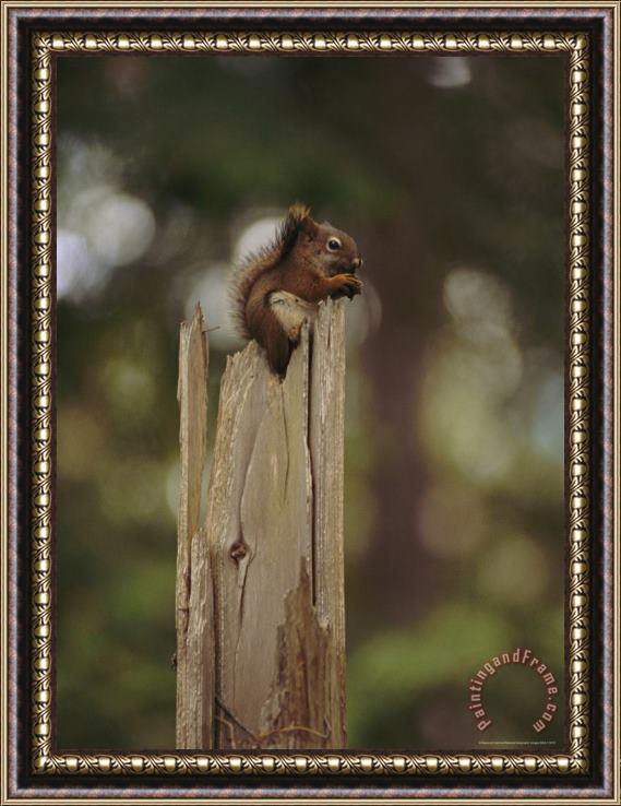 Raymond Gehman Squirrel Chews on a Nut Atop a Fence Post Framed Painting