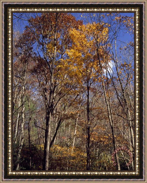 Raymond Gehman Stand of Partially Denuded Trees And Others with Clinging Autumn Hues Framed Painting