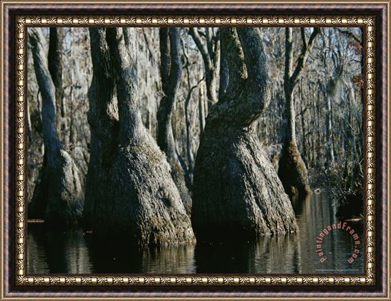 Raymond Gehman Stand of Tupelo Gum Trees in a Swampy Flooded Forest Framed Painting
