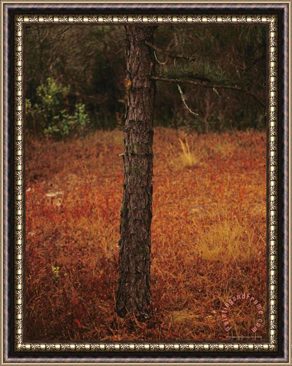 Raymond Gehman Standing Long Leaf Pine Tree with Wire Grass And Fallen Autumn Leaves Near Lake Waccamaw Framed Print