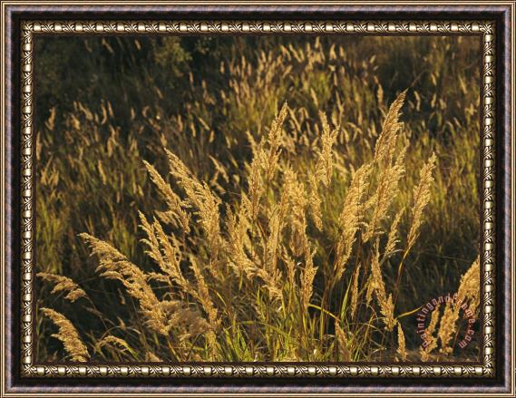 Raymond Gehman Sunlight Illuminates Meadow Grasses in The Mackenzie River Delta Framed Painting