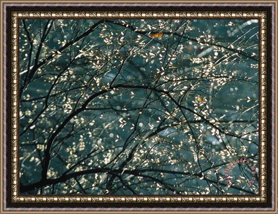 Raymond Gehman Sunlight Illuminates Tree Leaves Along Otter Lake Framed Painting