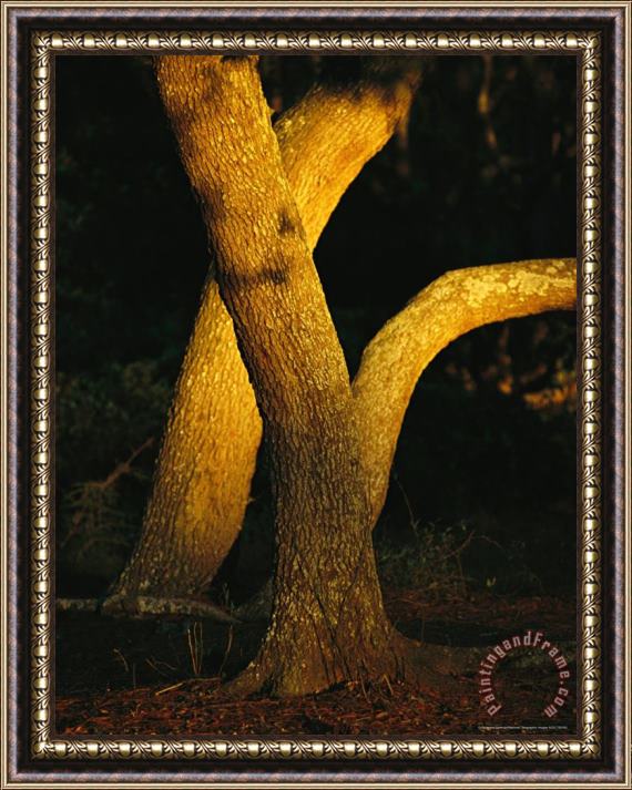 Raymond Gehman Sunlight on Live Oak Tree Trunks Framed Print