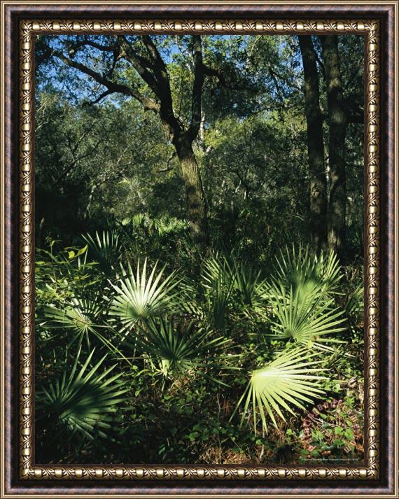 Raymond Gehman Sunlit Palmettos in a Woodland Framed Painting