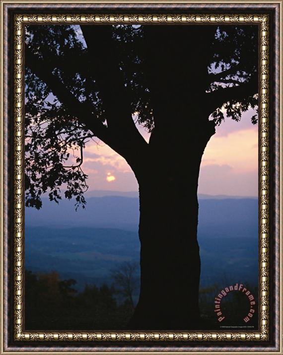 Raymond Gehman Sunset And Silhouetted Oak Over The Shenandoah Valley Dickeys Ridge Visitors Center Framed Print