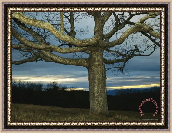 Raymond Gehman Sunset at Big Meadows with Bare Oak Tree Framed Print