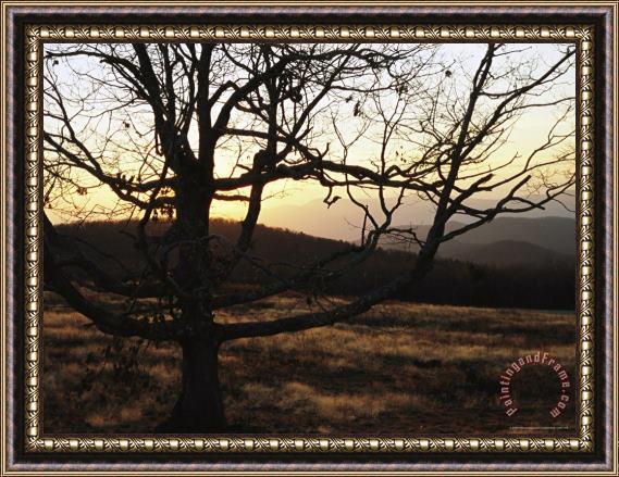 Raymond Gehman Sunset at Big Meadows with Bare Tree Framed Print