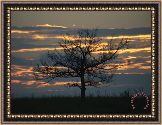 Raymond Gehman Sunset at Big Meadows with Bare Tree Framed Print