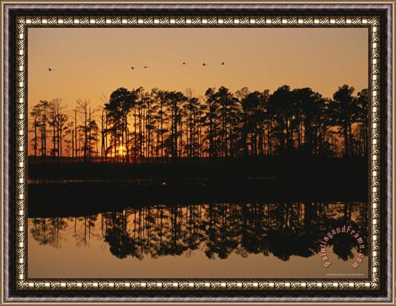 Raymond Gehman Sunset Behind Loblolly Pines on a Tidal Marsh Framed Painting