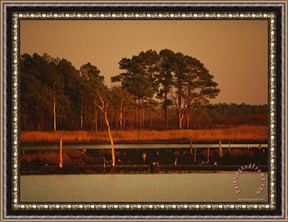 Raymond Gehman Sunset on Loblolly Pines Near a Brackish Tidal Marsh Framed Painting