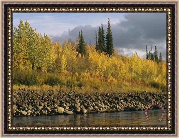 Raymond Gehman Sunset Shines on Birch And Willow Trees Along The Ramparts River Framed Print