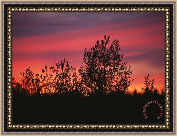 Raymond Gehman Sunset Silhouettes The Birch Trees Along The Mackenzie River Framed Print