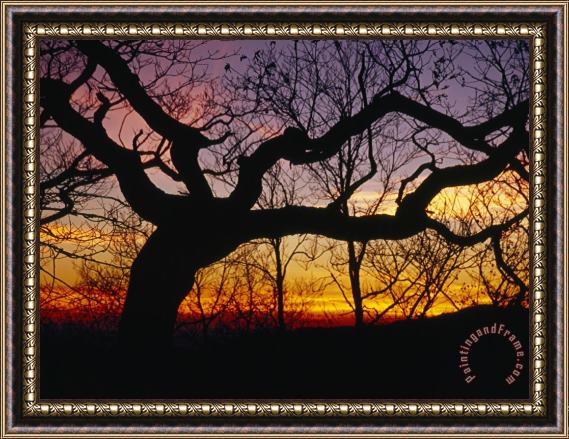Raymond Gehman Sunset Through Silhouetted Oak Trees Framed Print