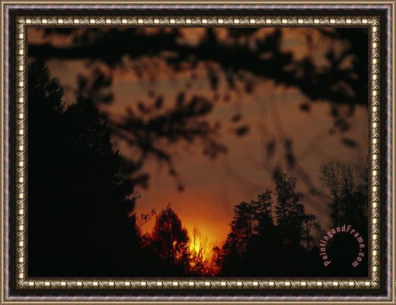 Raymond Gehman Sunset Through Trees at Daniel Boone National Forest Framed Painting