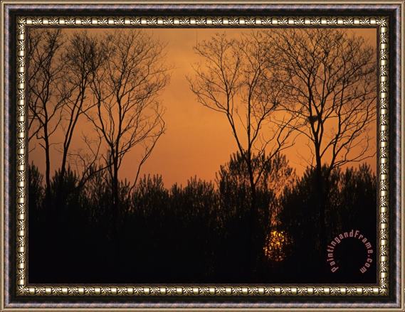 Raymond Gehman Sunset Through Trees by Bohai Sea Qinhuangdao Hebei Province Framed Painting