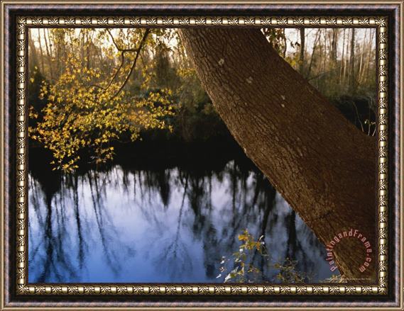 Raymond Gehman Sweet Gum Tree Leaning Over The Dismal Swamp Canal Framed Painting